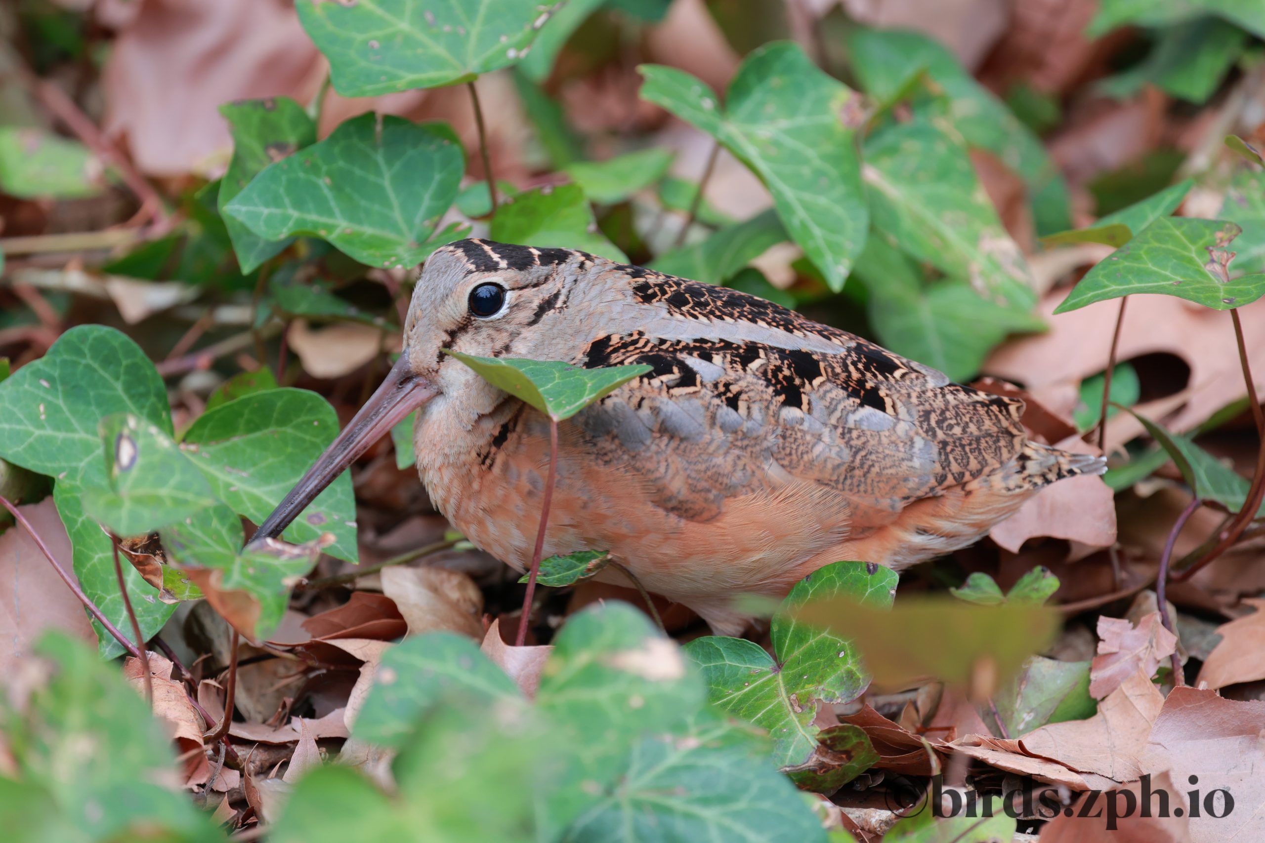 American Woodcock 小丘鹬