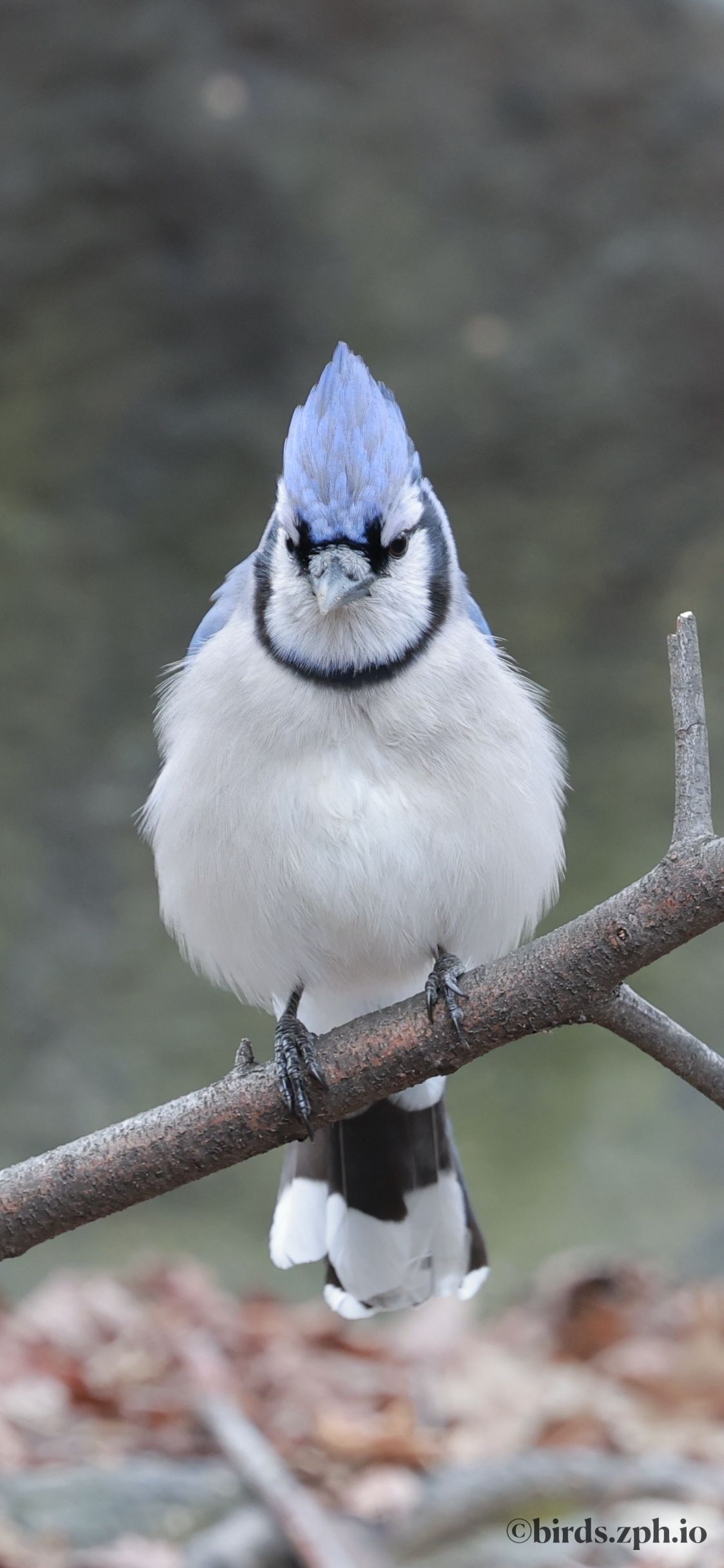 Blue Jay 冠蓝鸦