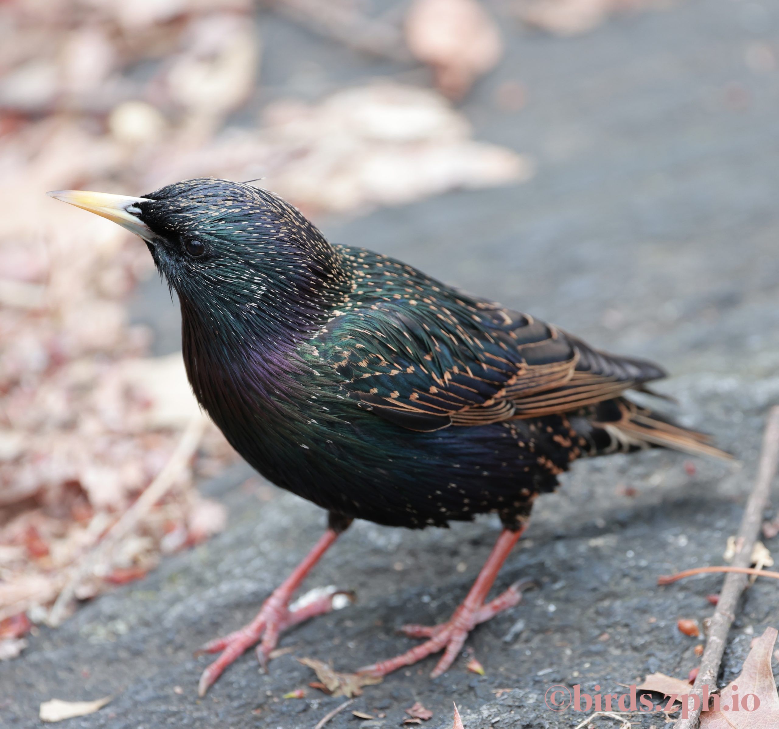 Common Starling 紫翅椋鸟
