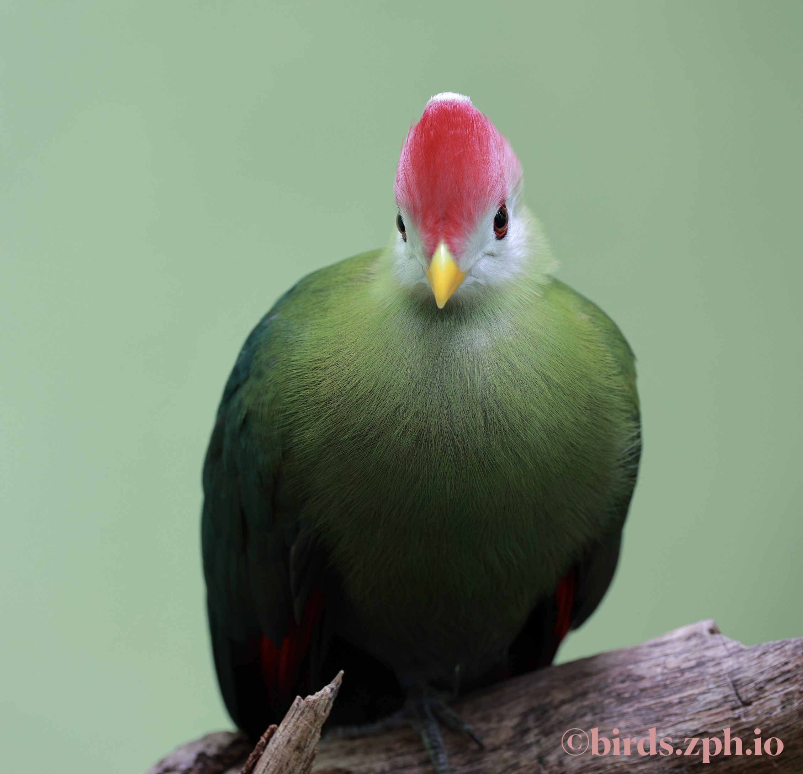 Red-crested Turaco 红冠蕉鹃