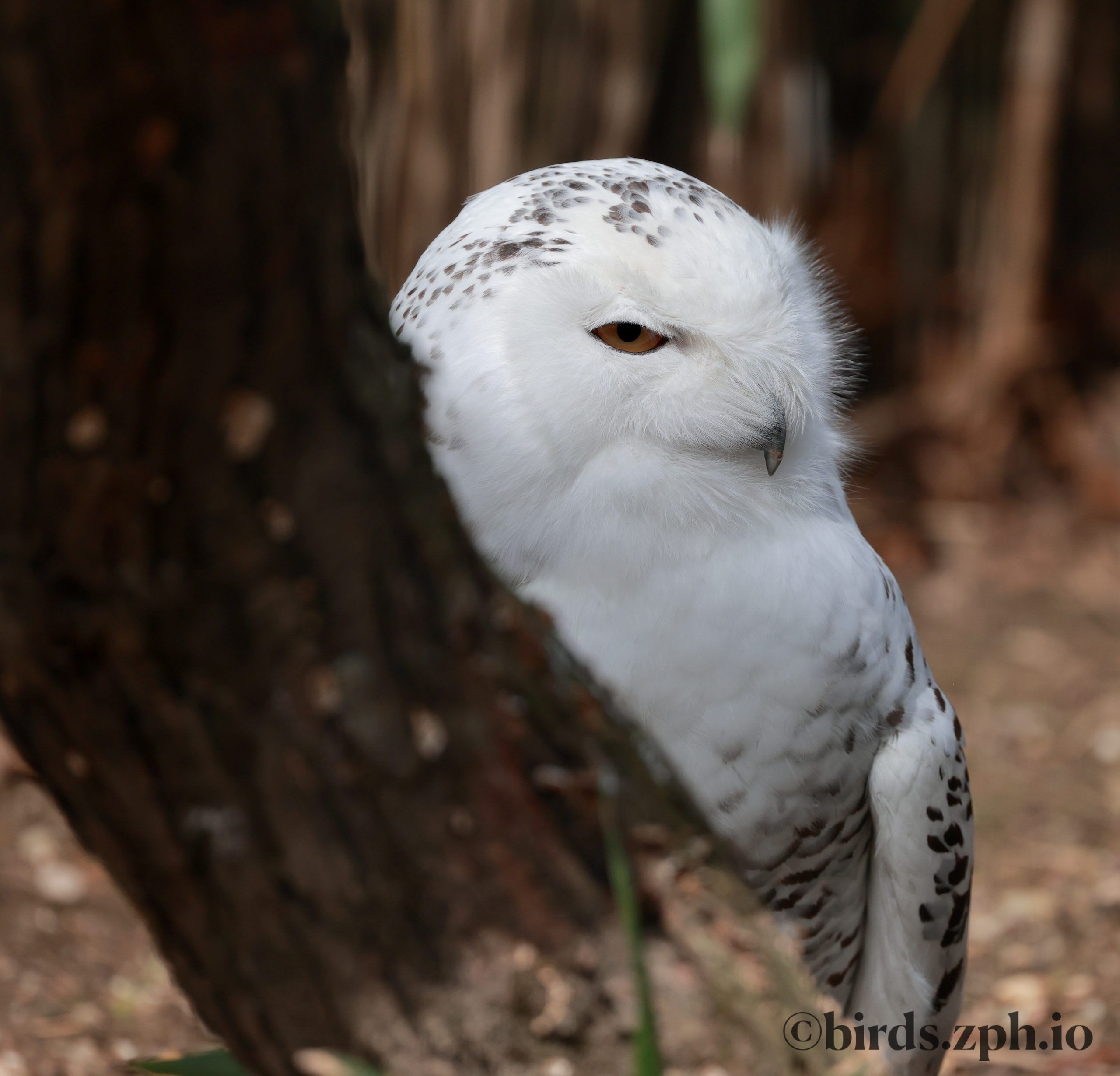 Snowy Owl 雪鸮