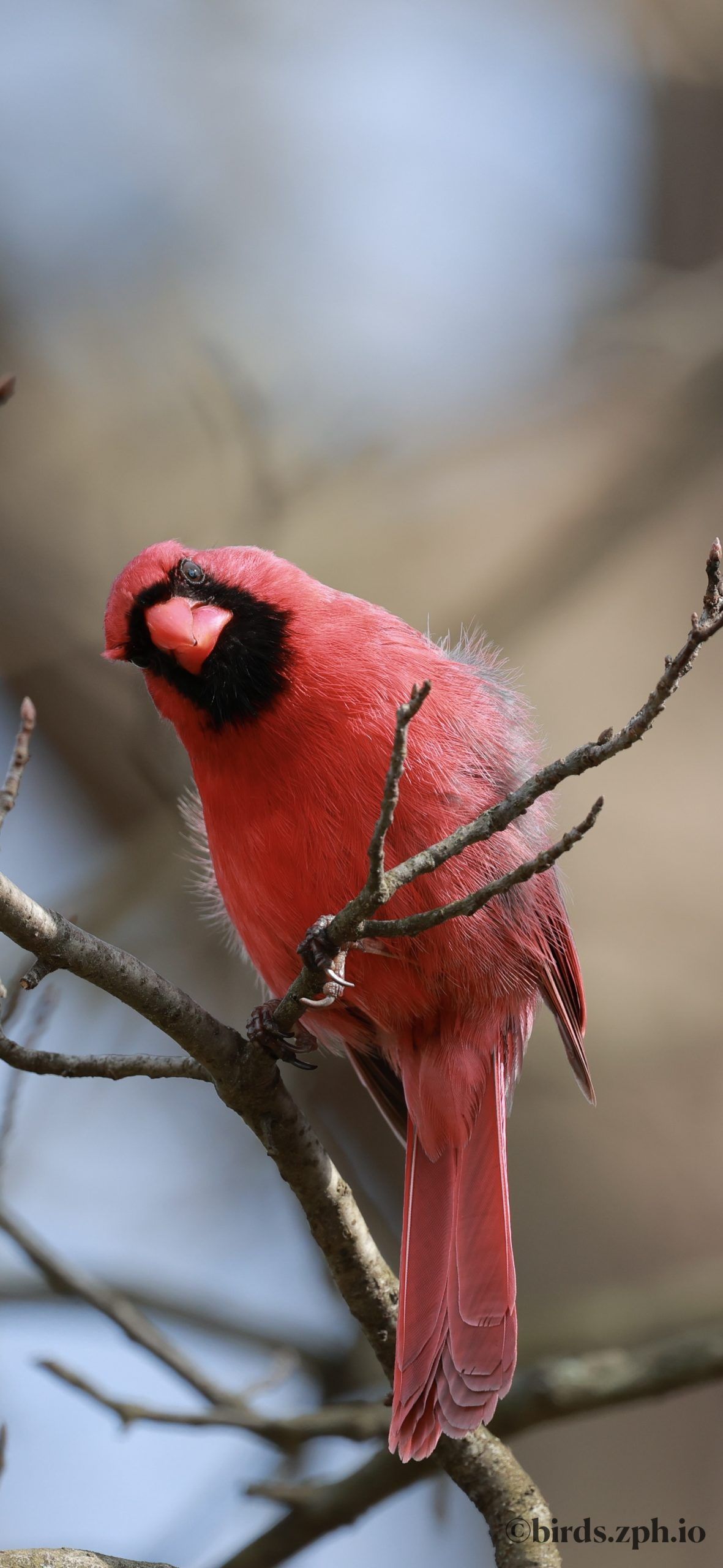 Northern Cardinal 主红雀