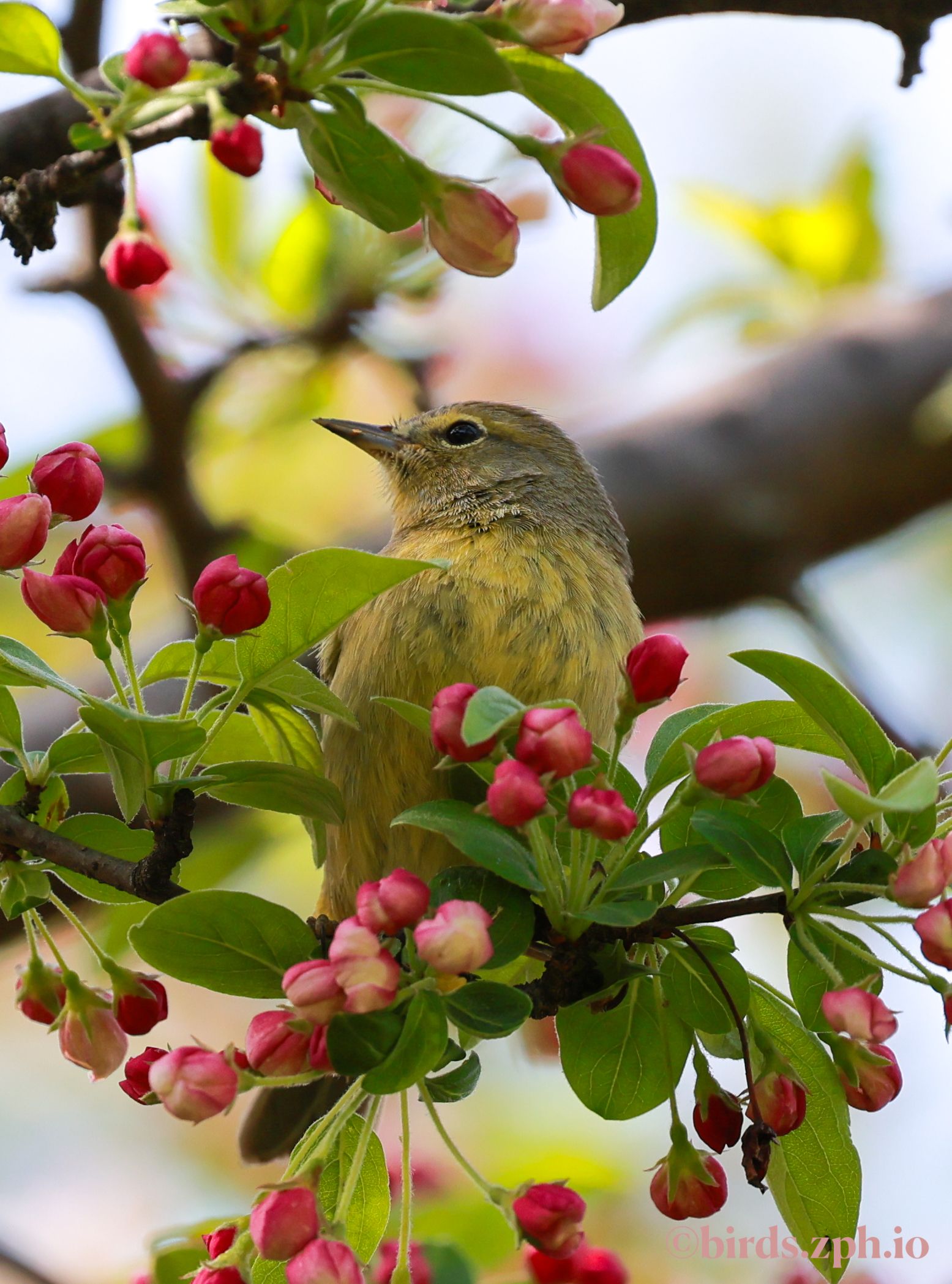 Orange-crowned Warbler 橙冠虫森莺
