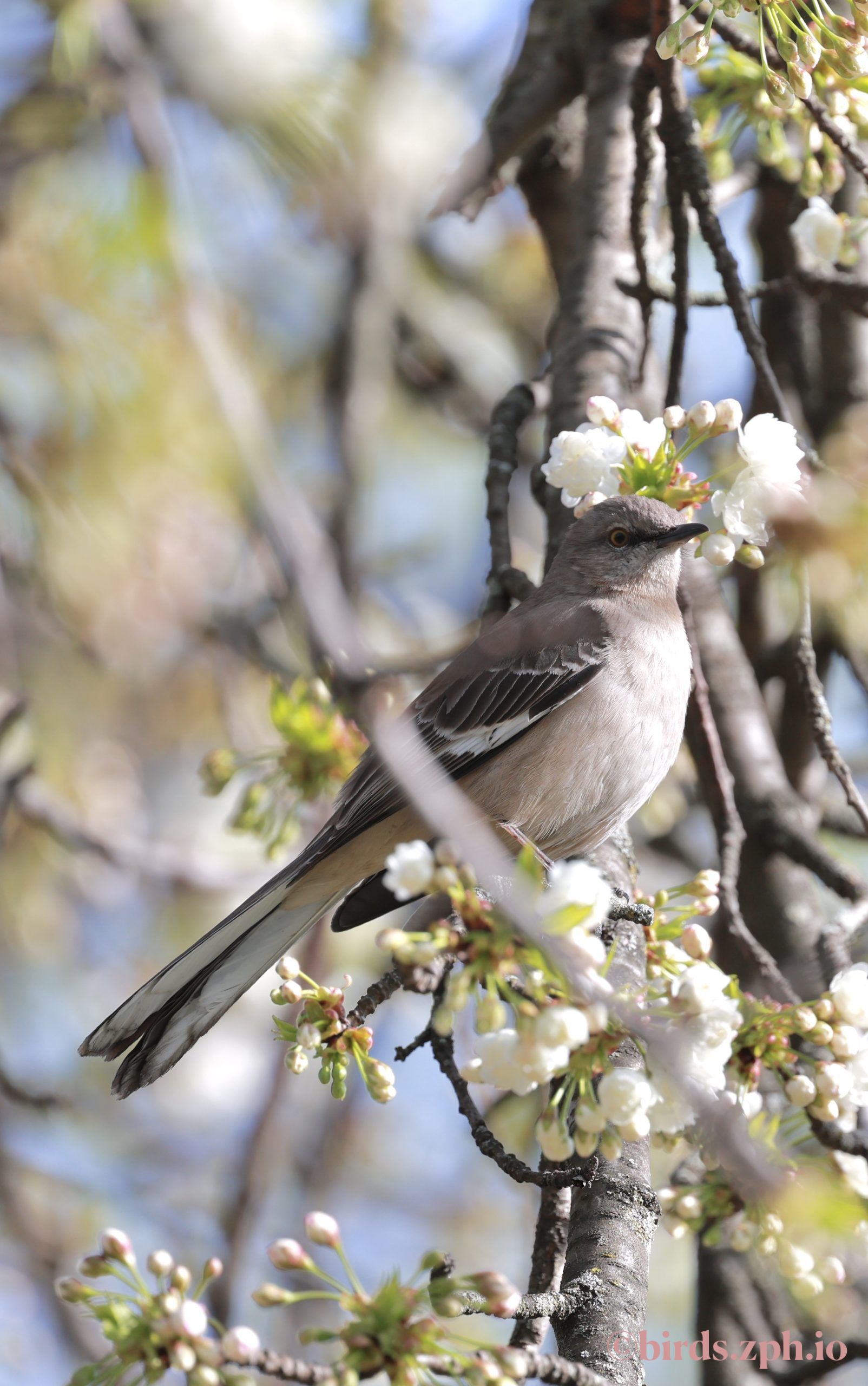 Northern Mockingbird 小嘲鸫