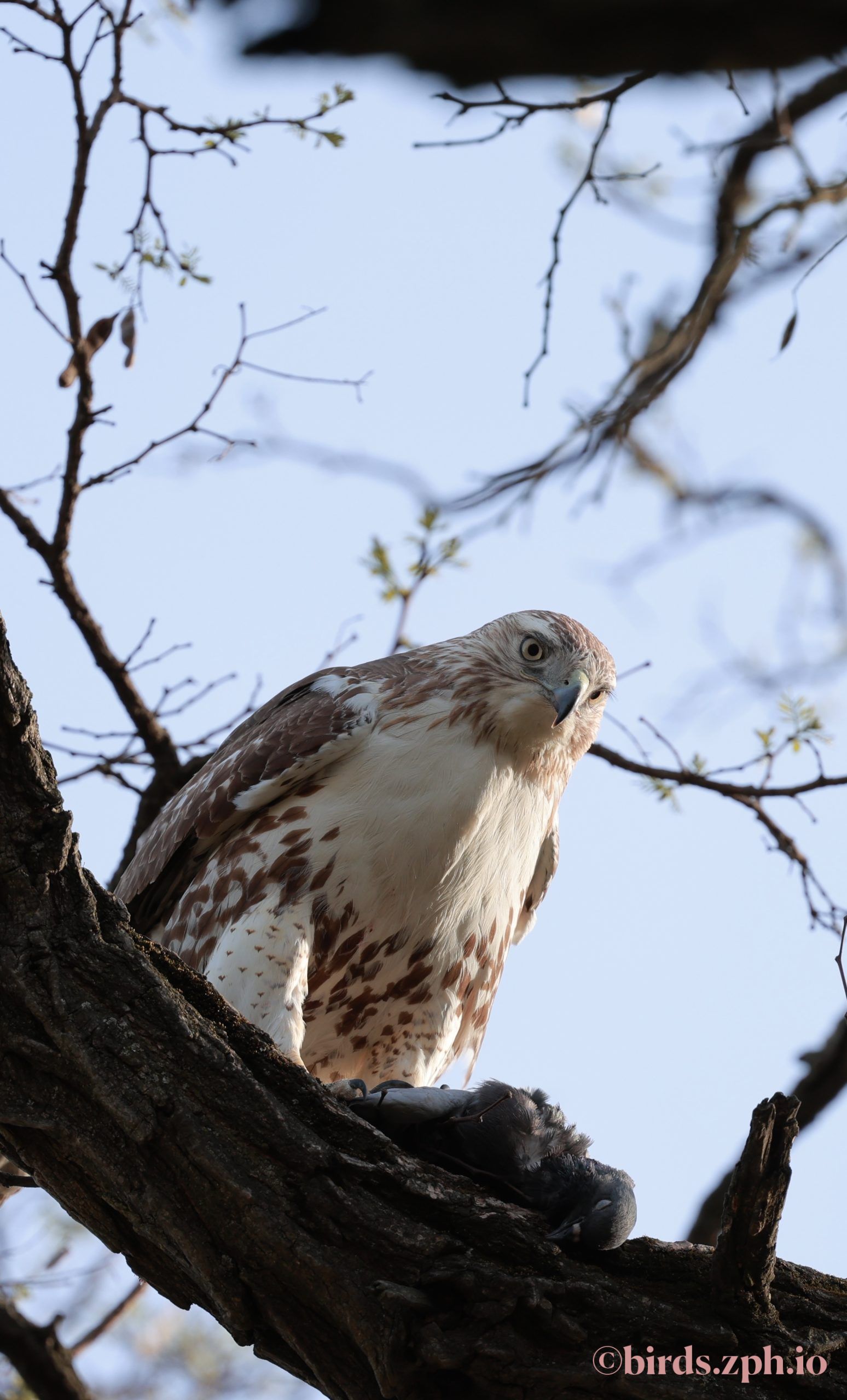 Red-tailed Hawk 红尾𫛭