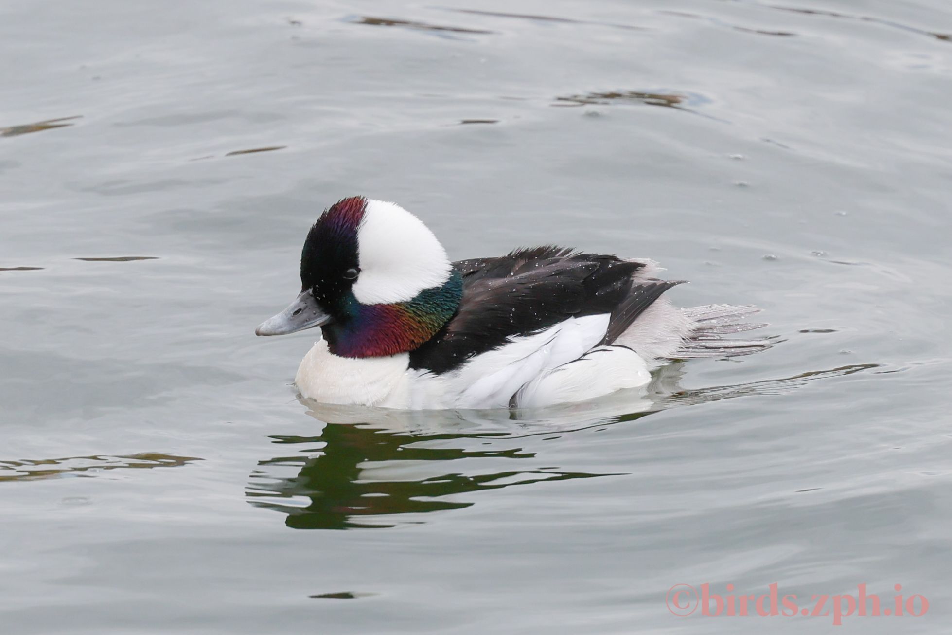 Bufflehead 白枕鹊鸭
