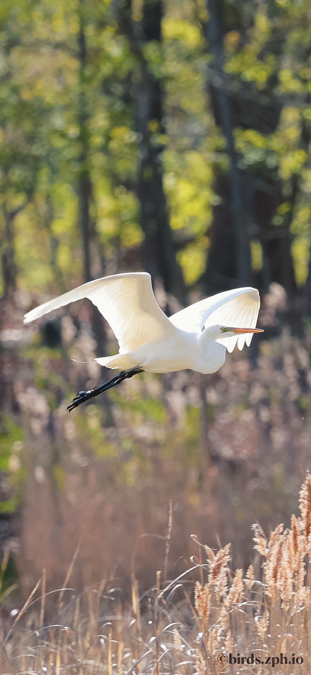 Great Egret 大白鹭