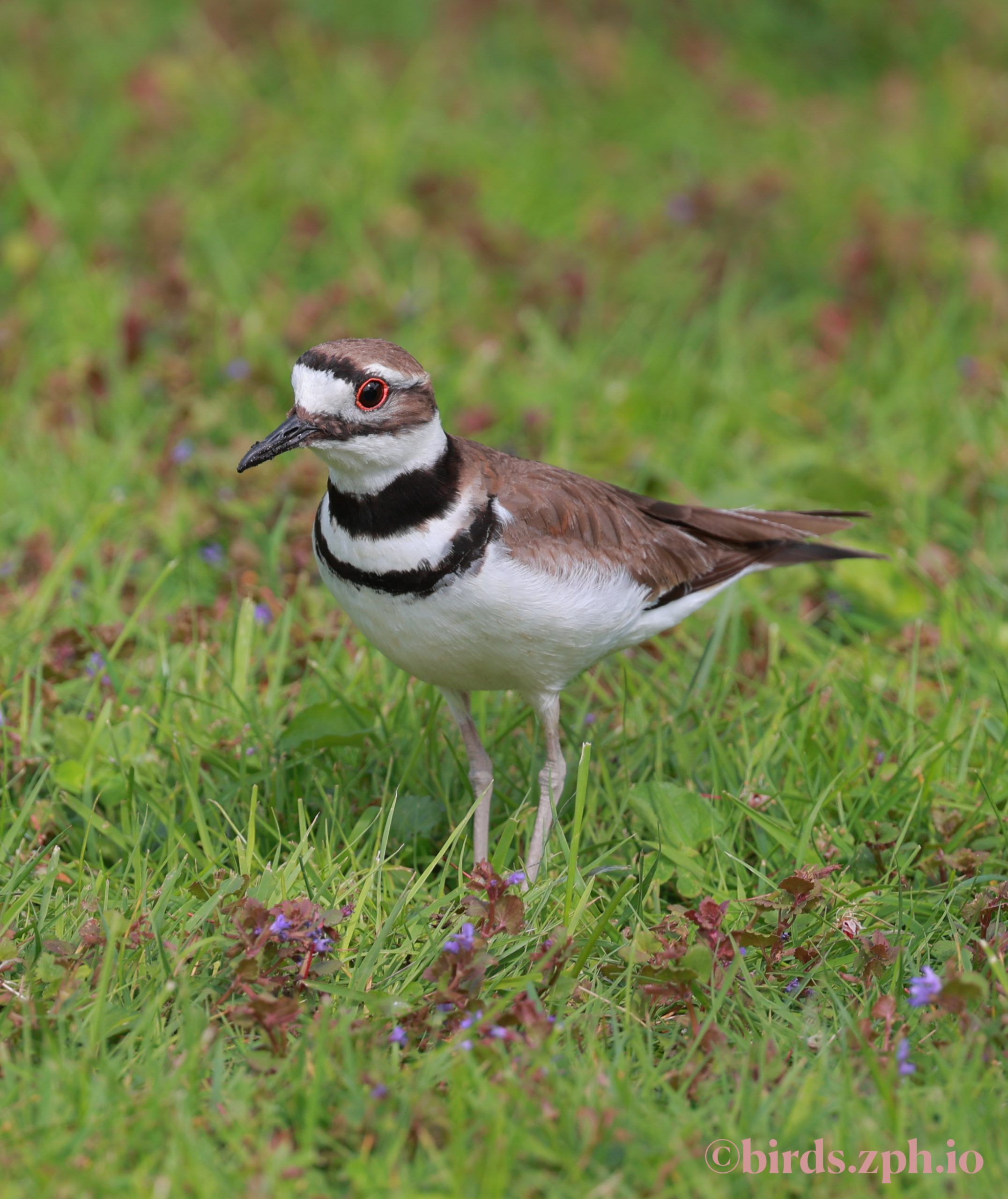 Killdeer 双领鸻