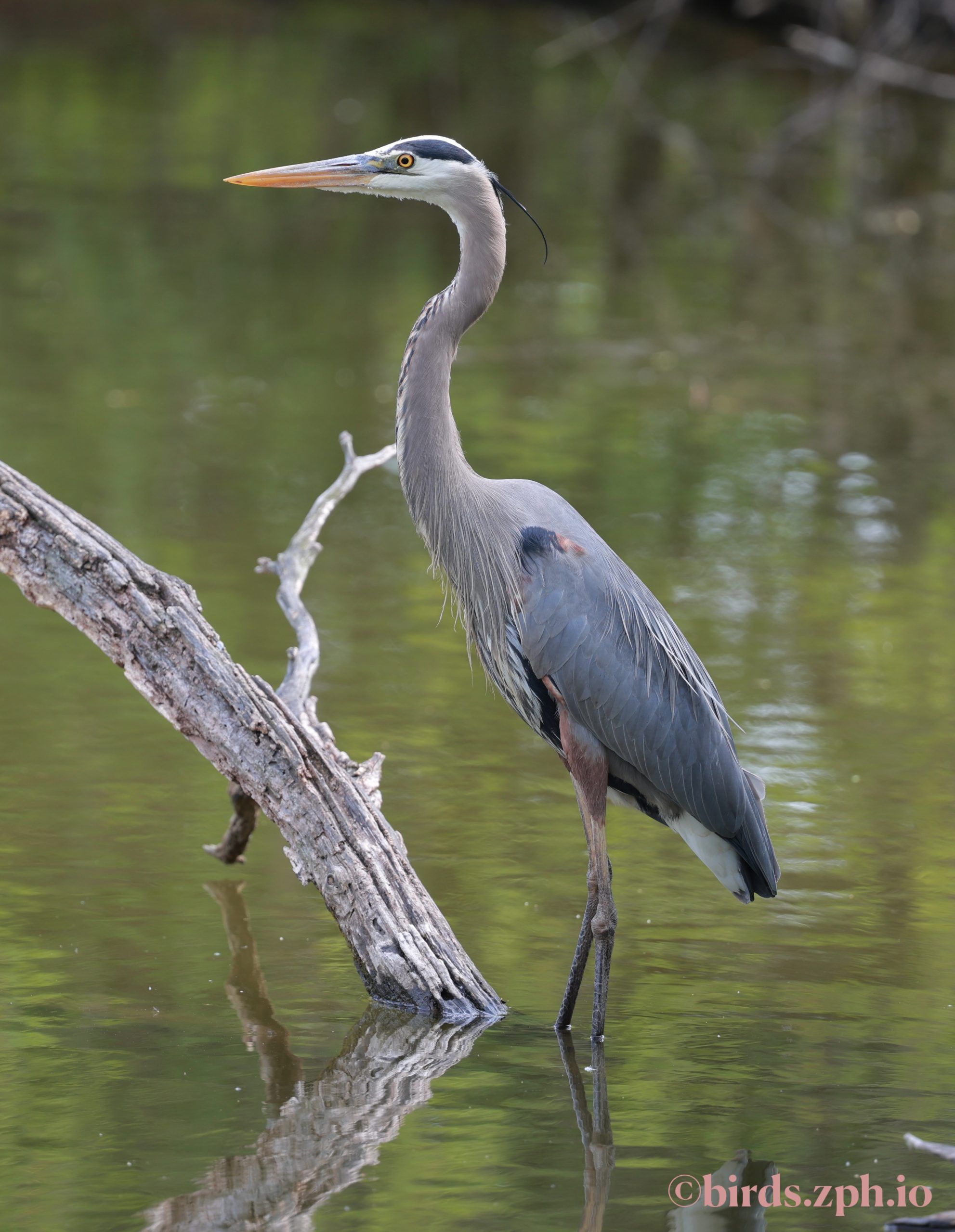 Great Blue Heron 大蓝鹭