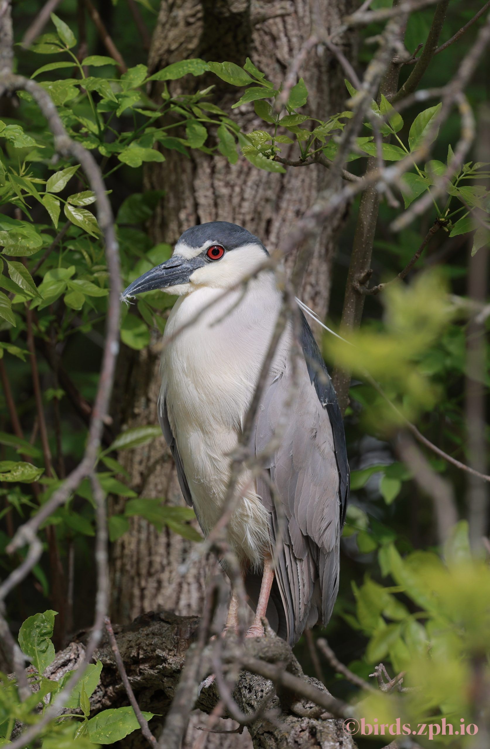 Black-crowned Night Heron 夜鹭