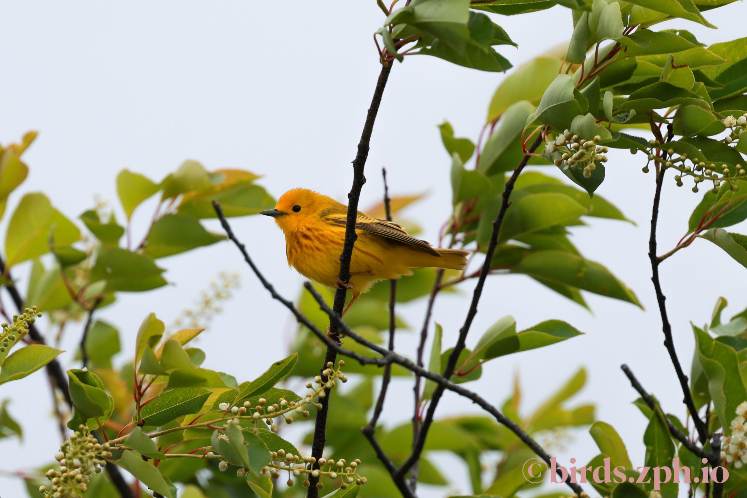 American Yellow Warbler 北美黄林莺