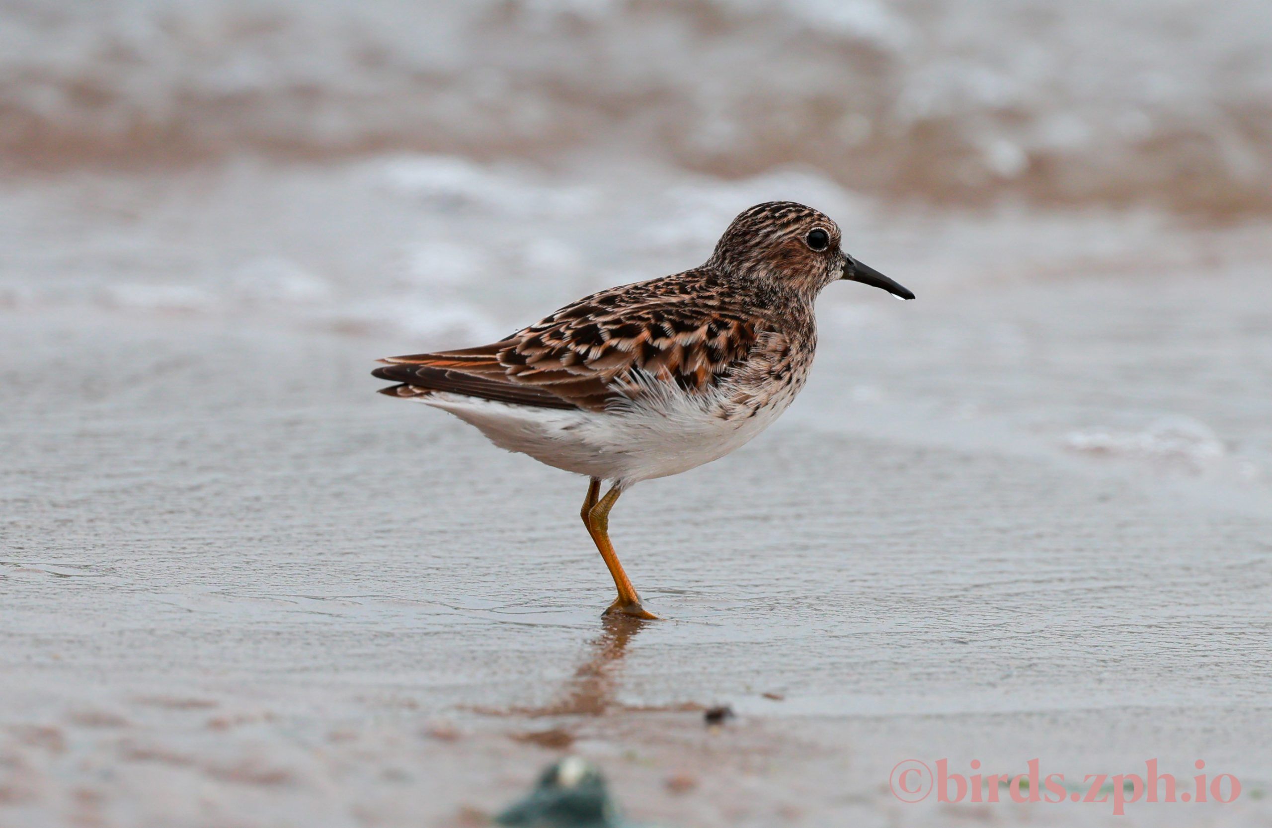 Least Sandpiper 美洲小滨鹬