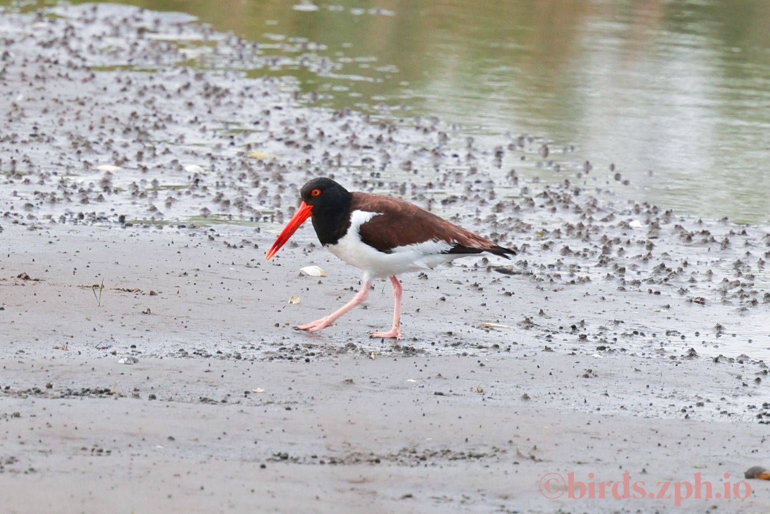 American Oystercatcher 美洲蛎鹬