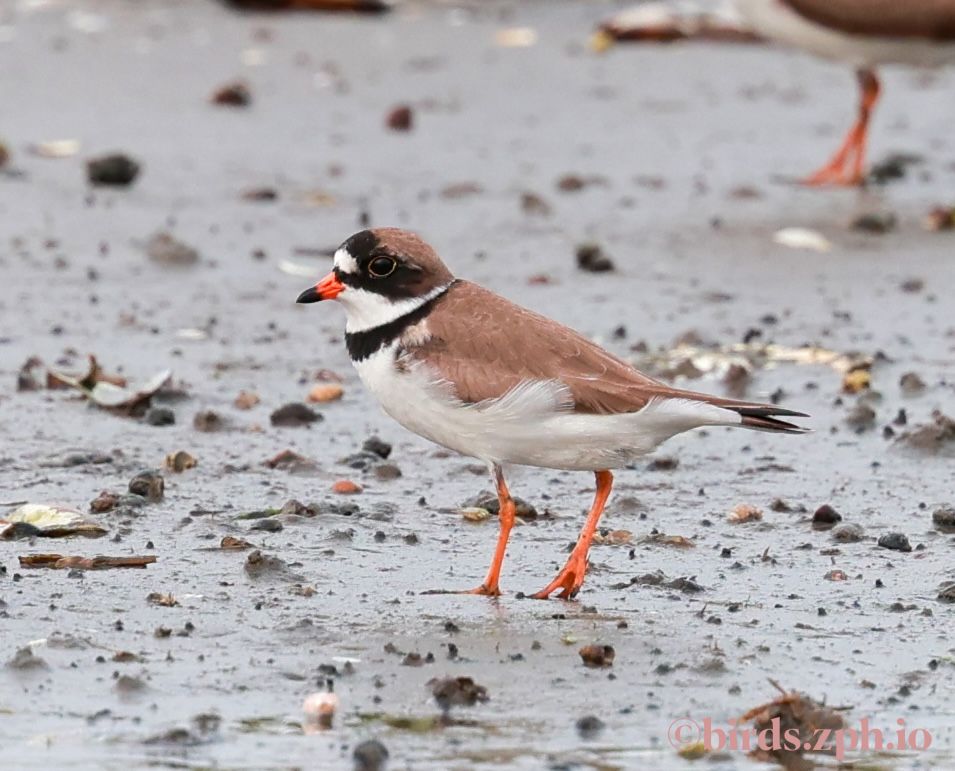 Semipalmated Plover 半蹼鸻