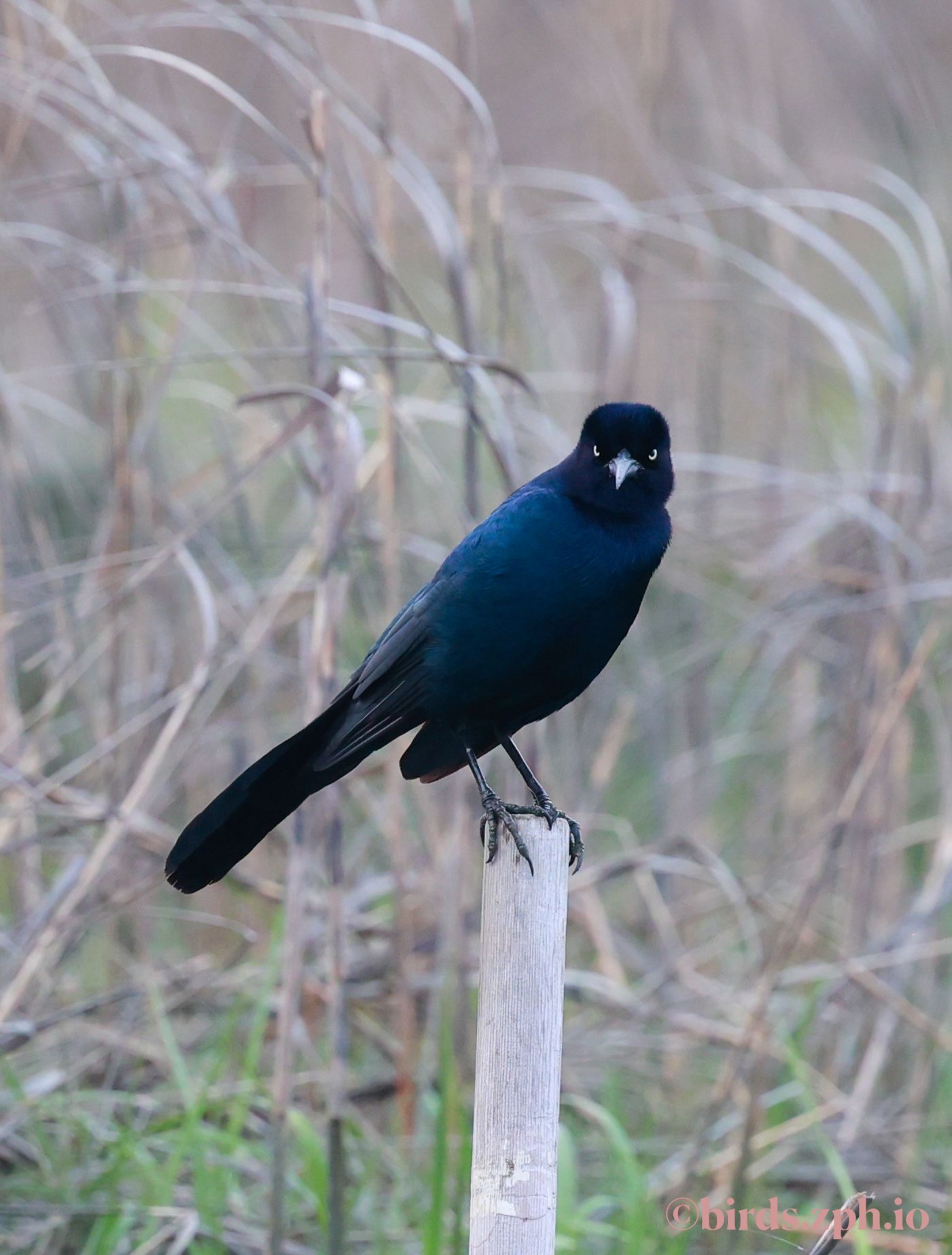Boat-tailed Grackle 宽尾拟八哥