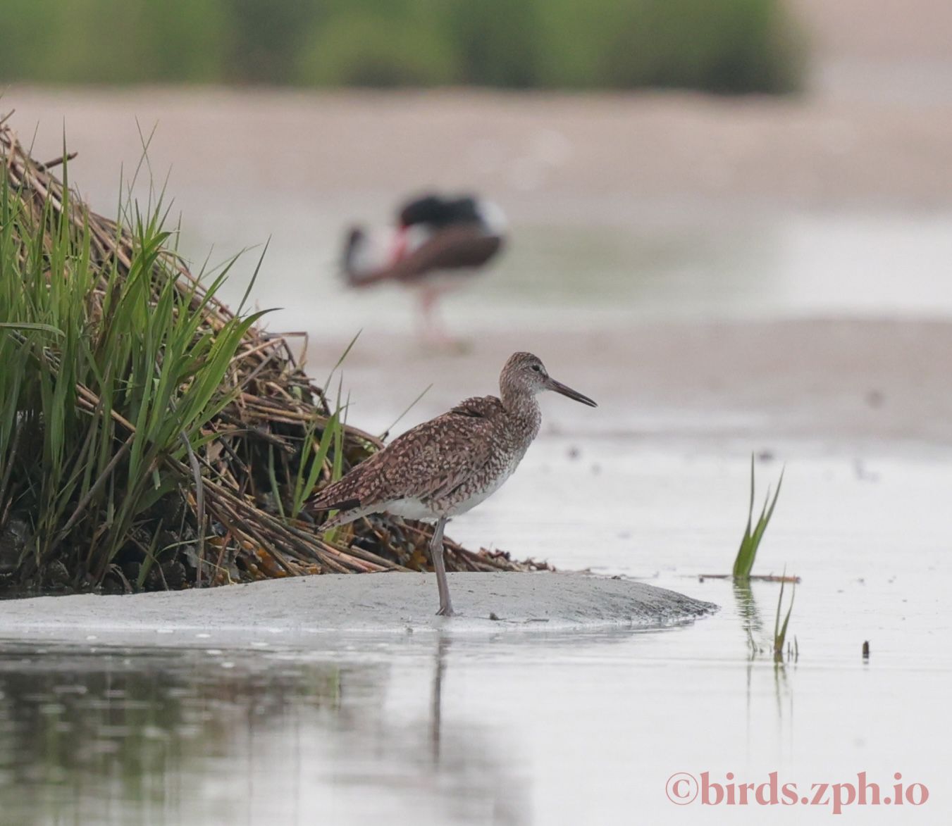 Willet 斑翅鹬