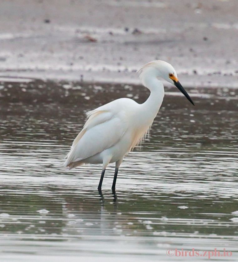 Snowy Egret 雪鹭