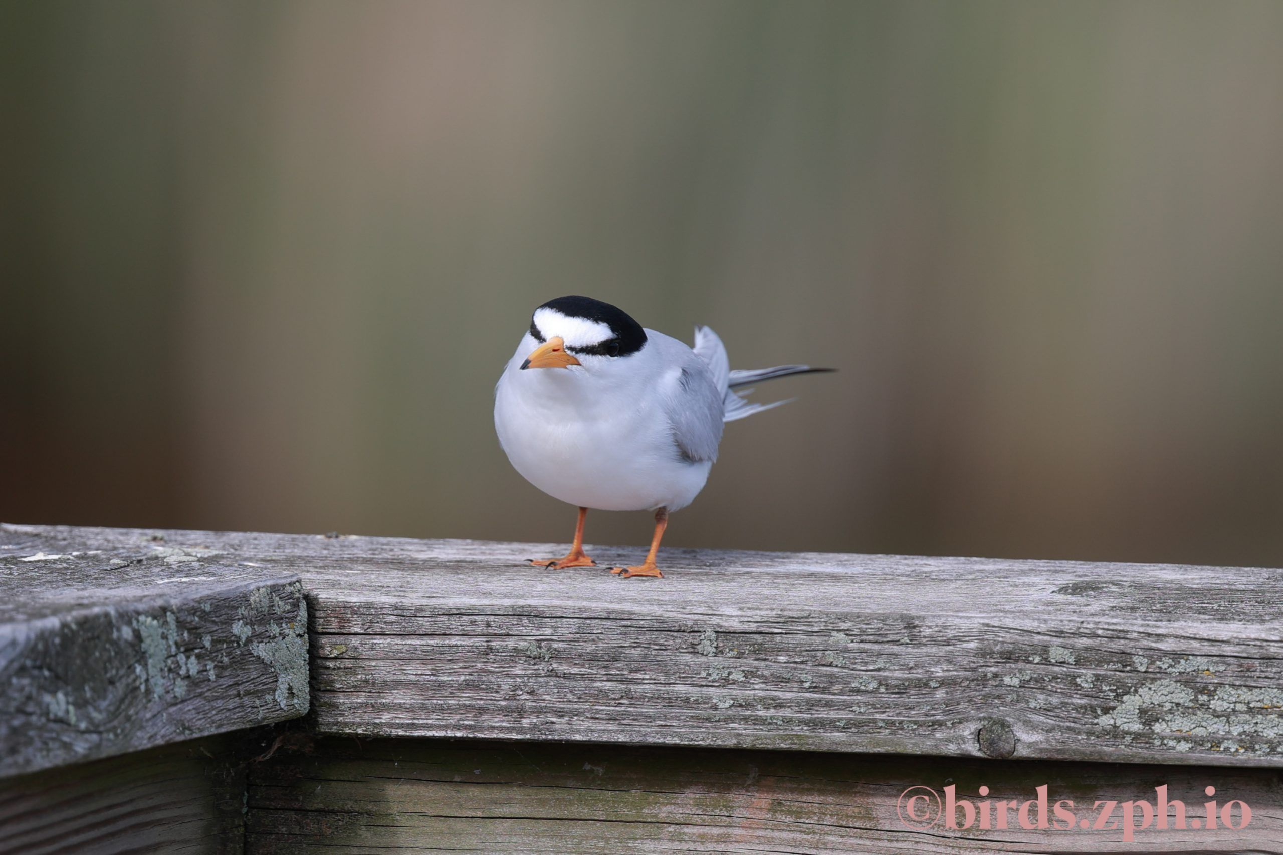 Least Tern 小白额燕鸥