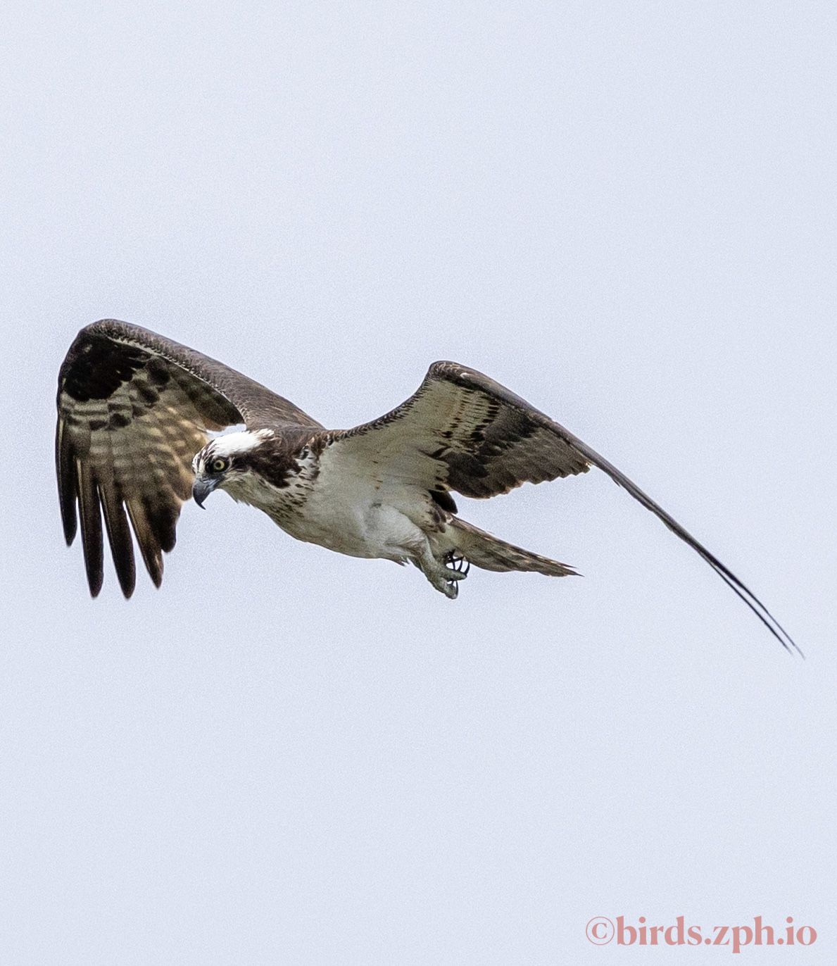 Osprey 鹗
