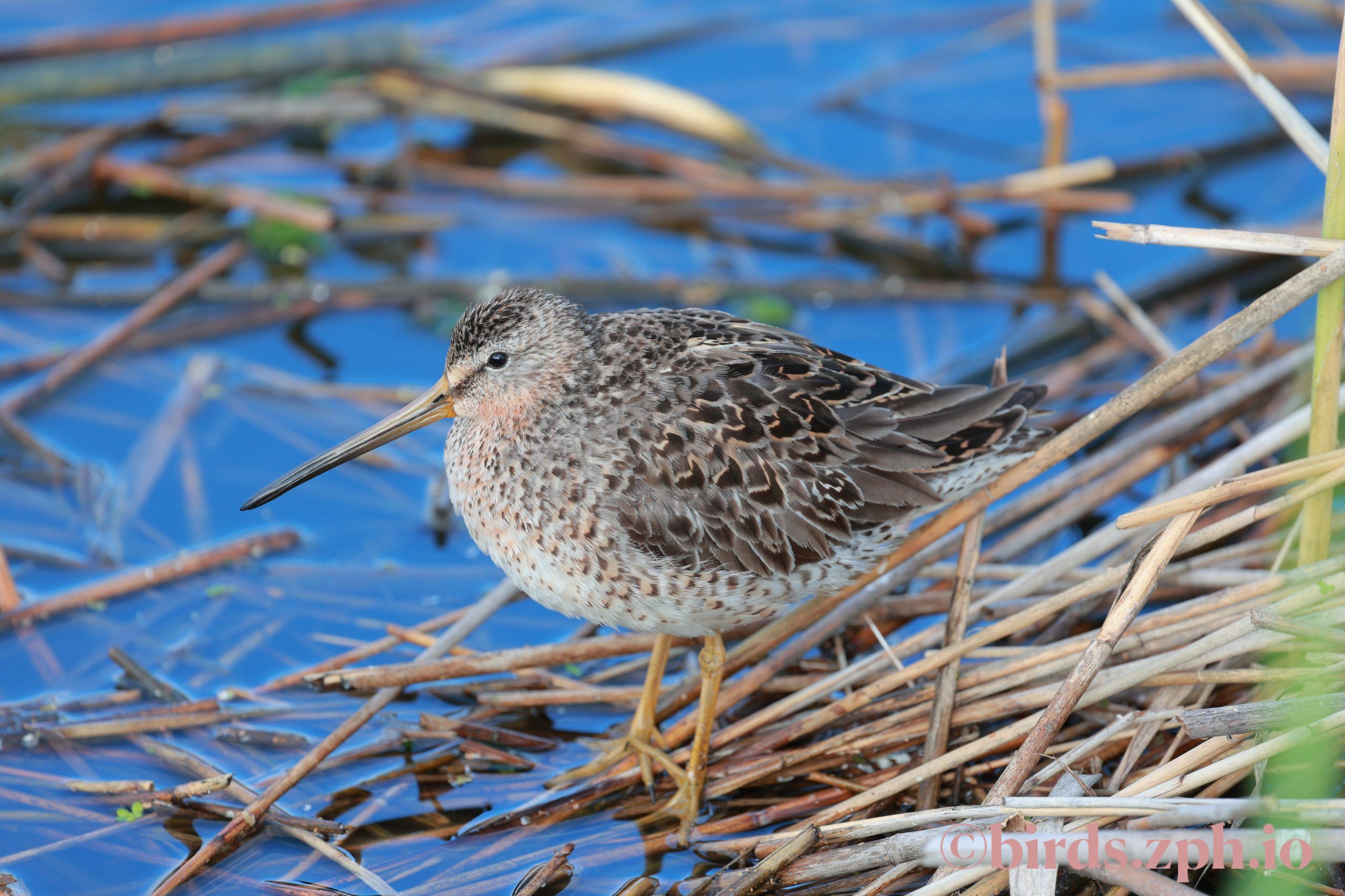 Short-billed Dowitcher 短嘴半蹼鹬