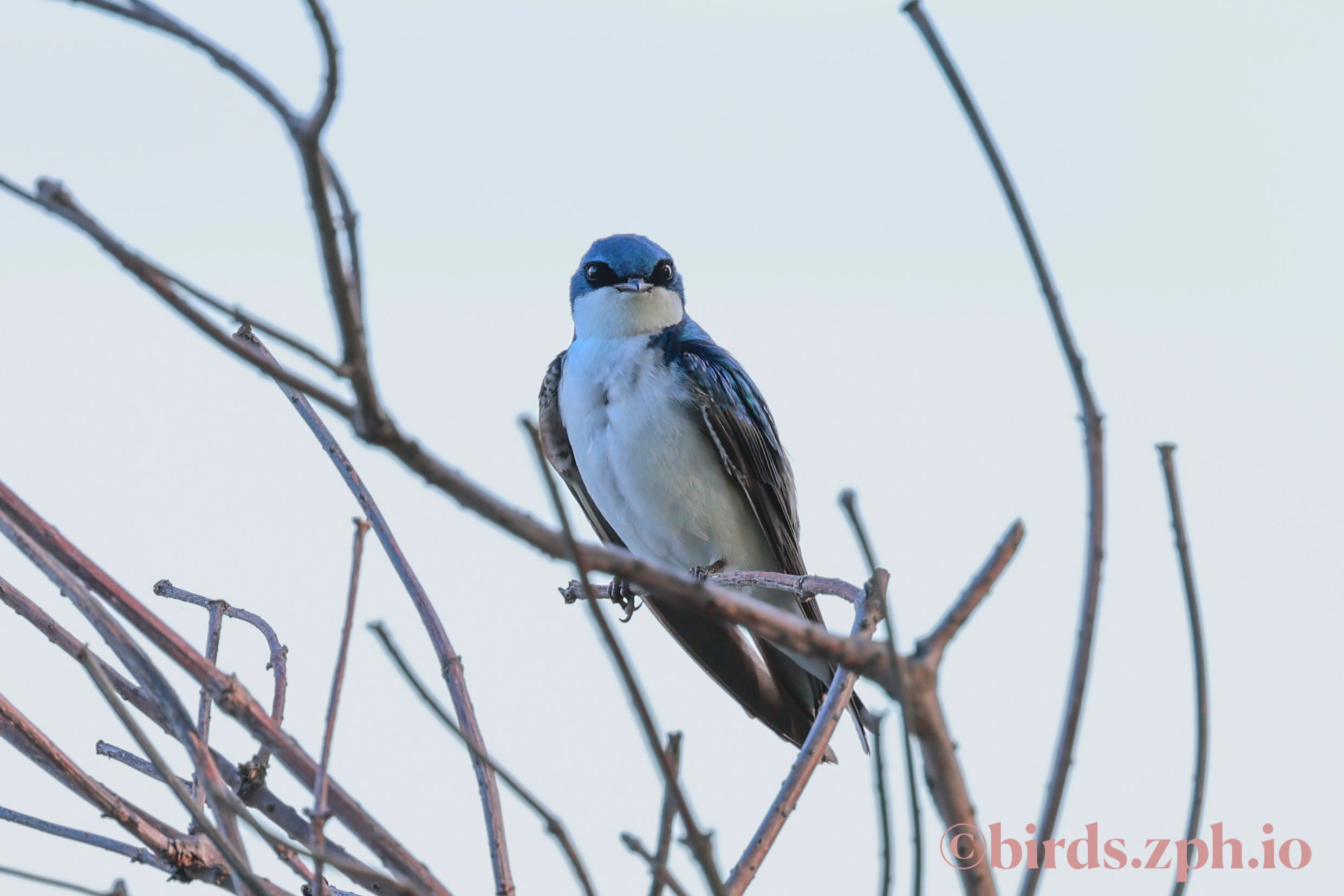 Tree Swallow 双色树燕