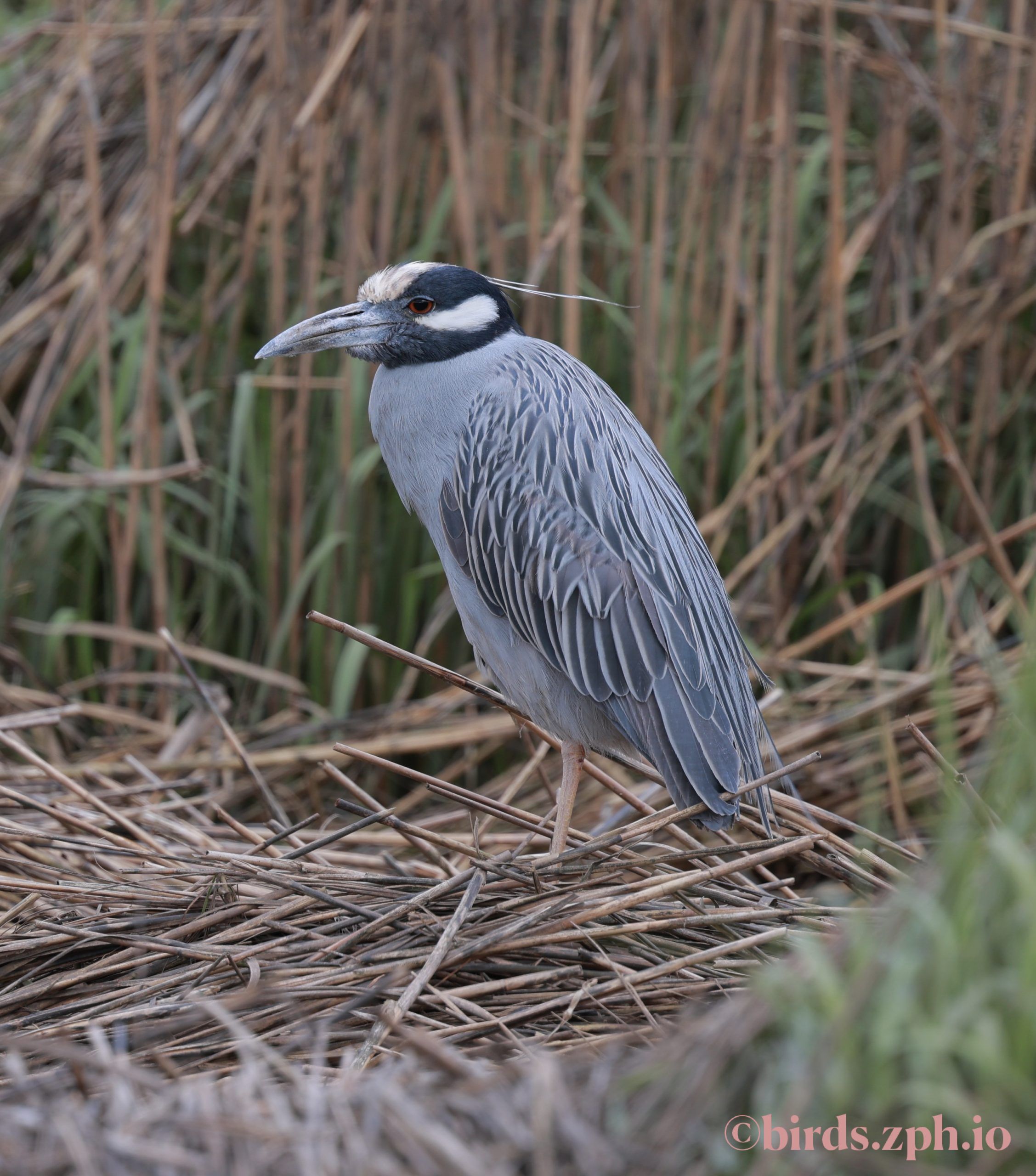Yellow-crowned Night Heron 黄冠夜鹭
