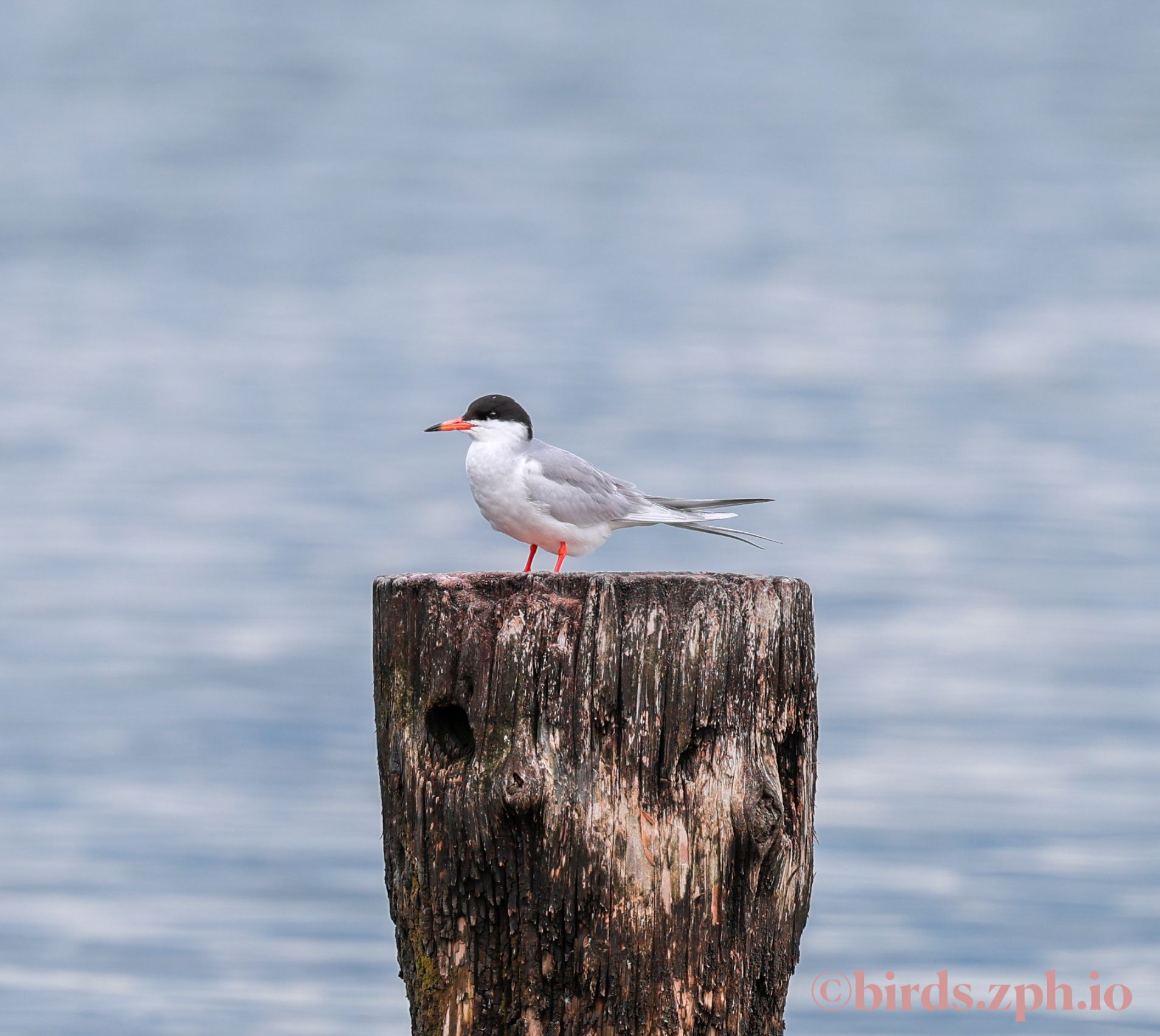 Forster’s Tern 弗氏燕鸥