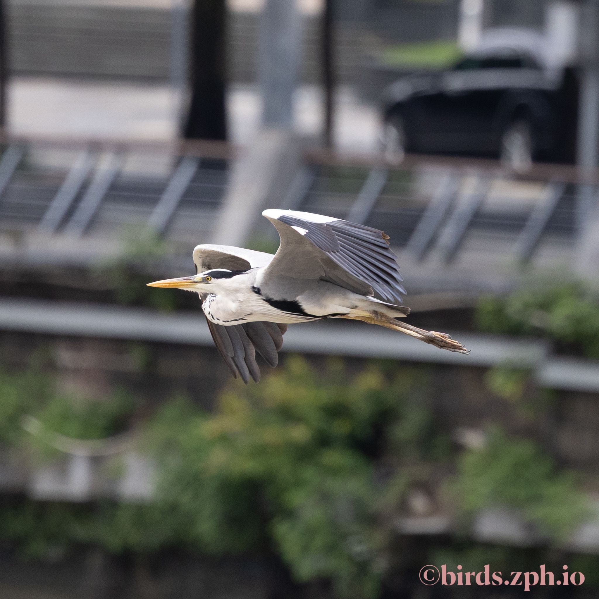 Grey Heron 苍鹭